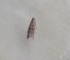 Ephestia sp.